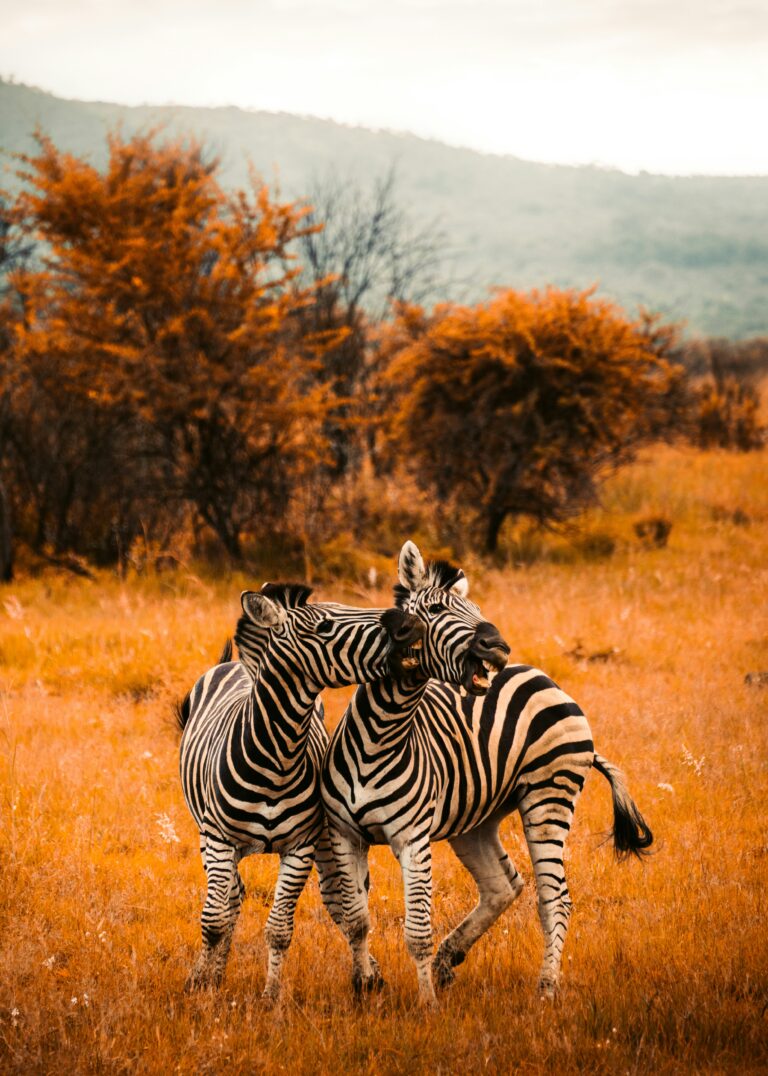 The 11 Silliest Questions Heard on Safari in Kenya