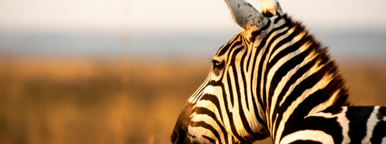 Zebra of Kenya