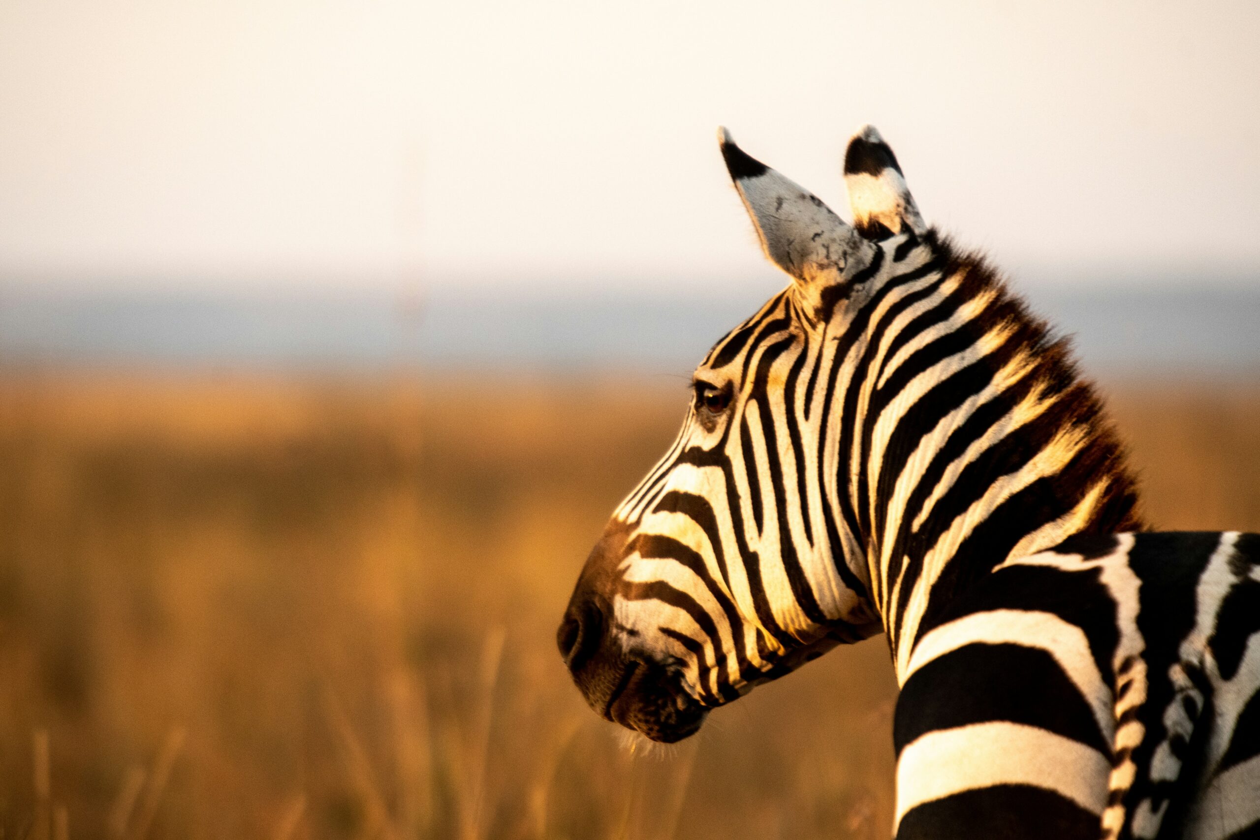 Zebras of Kenya: Nature’s striking black and white