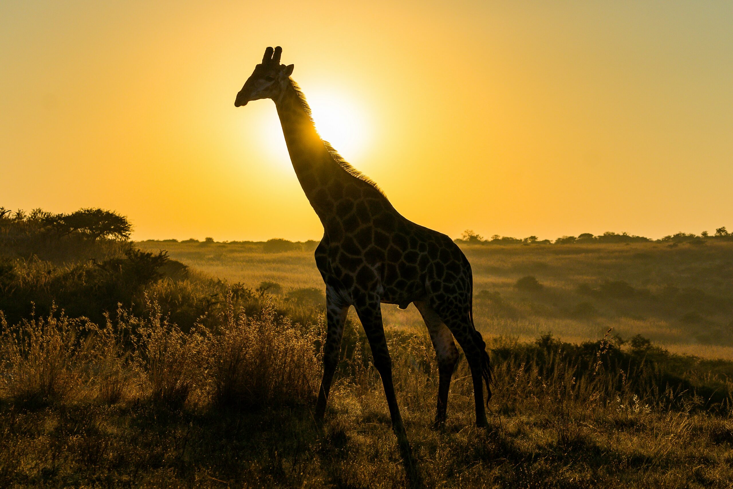What vaccinations do I need for Africa in 2025?