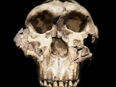 Fossils at Olduvai Gorge in Tanzania