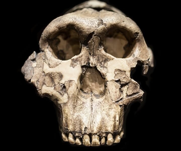 Fossils at Olduvai Gorge in Tanzania