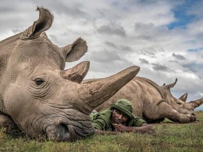 1000061026 The endangered Northern White Rhino at Ol Pejeta Conservancy