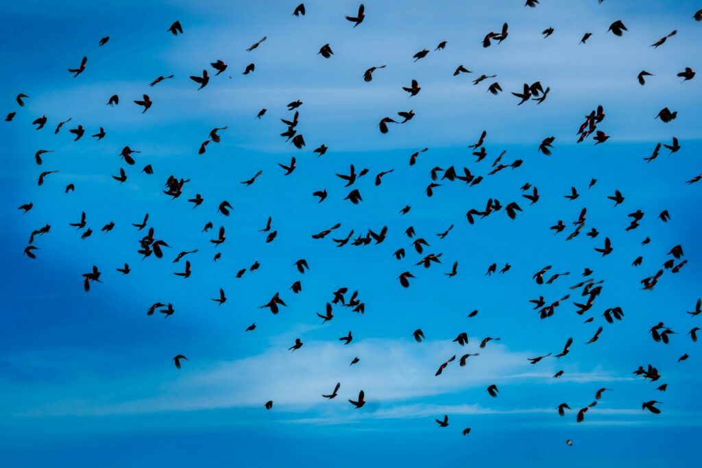 Kansaka’s Bat Migration: Zambia’s Wildlife Spectacle
