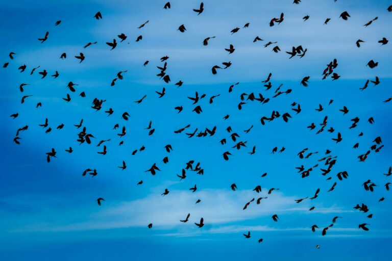 Kansaka’s Bat Migration: Zambia’s Wildlife Spectacle