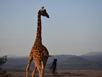 ellen-white-t2TZjf0fC7g-unsplash Lewa wilderness - Laikipia Kenya Safari
