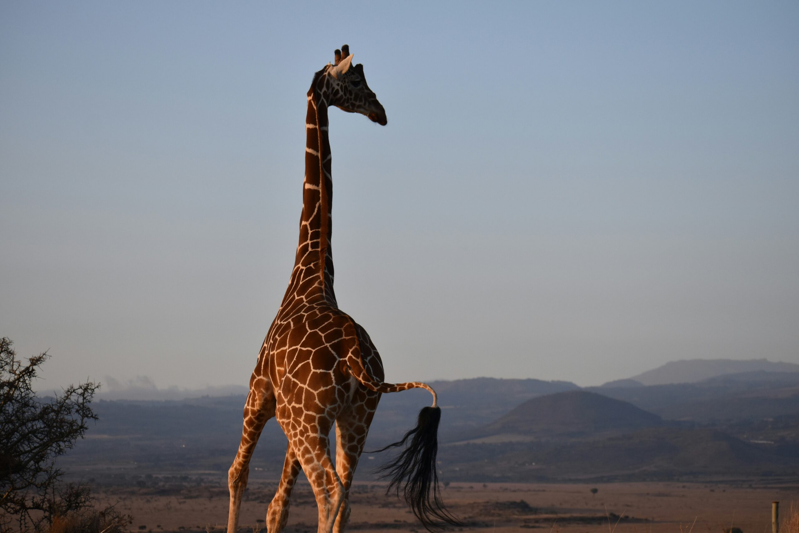 What to expect at Laikipia and Lewa in Kenya