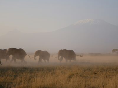 simone-dinoia-JdvtOxsUN28-unsplash Amboseli tuskers roaming on safari in kenya