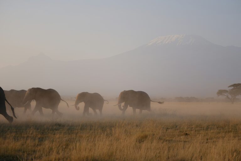 Understanding the impact of Safaris on local communities and conservation