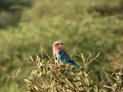 jp-sheard-hGbQVdOwVoI-unsplash The lilac-breasted roller - Kenya's National Bird - spotted in Tsavo West on a birding safari in kenya