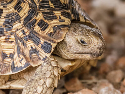 Leopard tortoise Leopard tortoise in the wild, Africa’s Small 5 reptile on safari