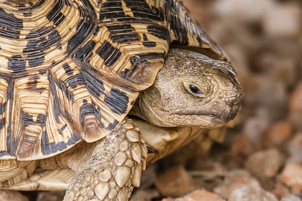 Leopard tortoise in the wild, Africa’s Small 5 reptile on safari