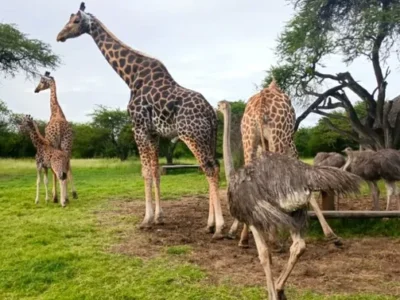 giraffes at nguuni nature sanctuary Giraffes grazing in Nguuni Nature Sanctuary, Mombasa