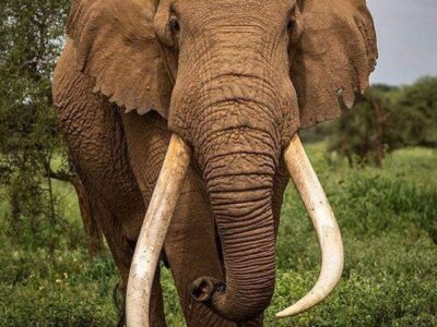 Ahmed - An Elephant tusker in Marsabit National Park Marsabit National Park Ahmed the elephant