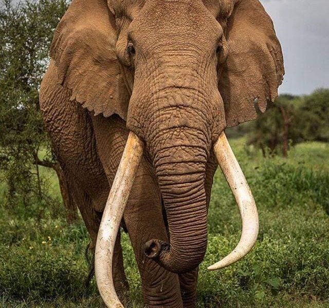 Marsabit National Park Ahmed the elephant