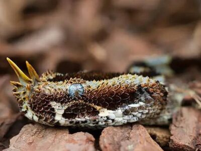 The rhinoceros viper snake - The rhinoceros viper deadliest venom snake in kenya