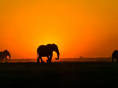 jordan-heinrichs-UpA6QvGpLHc-unsplash Elephants in Masai Mara during golden hour - Best time for budget Kenya safari