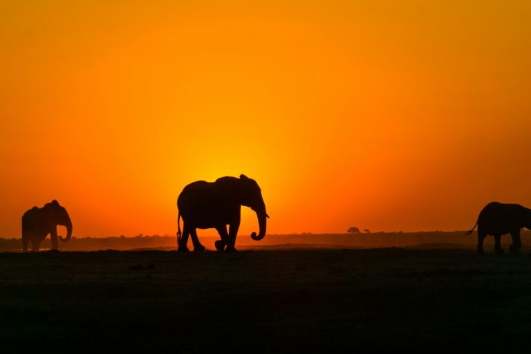 The cheapest time to book a Kenyan Safari
