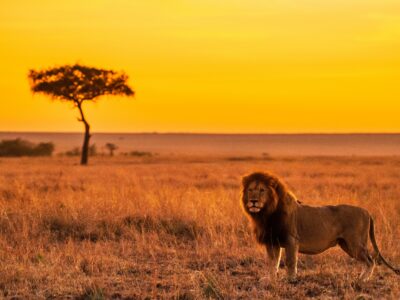 keyur-nandaniya-vu0gvM5he8o-unsplash (1) lion lions how far can lions smell masai mara safari