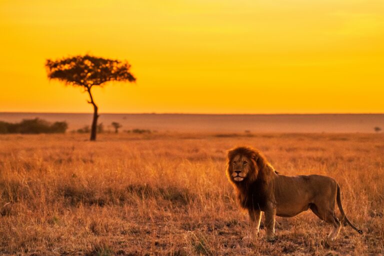 How Far Can Lions Smell
