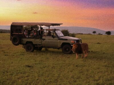Budget Kenya safari in Maasai Mara with lions and safari jeep Budget Kenya safari in Masai Mara with lions and safari jeep