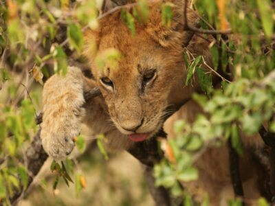 kenya's samburu national reserve