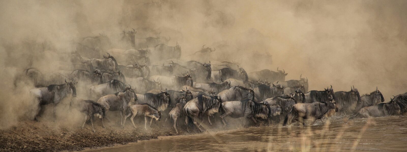 the mara river crossing, wildebeest migration - masai mara kenya