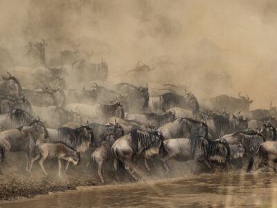 shripal-daphtary-3BbEYiIV7bo-unsplash (1) the mara river crossing, wildebeest migration - masai mara kenya
