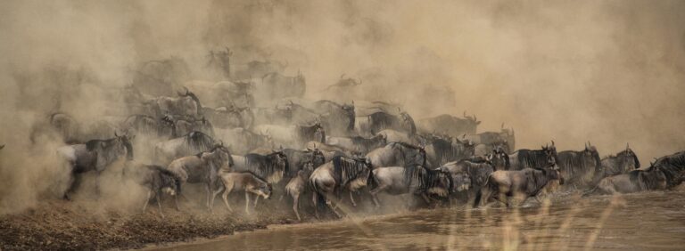 Mara River Crossing: When and Where to see The Great Wildebeest Migration