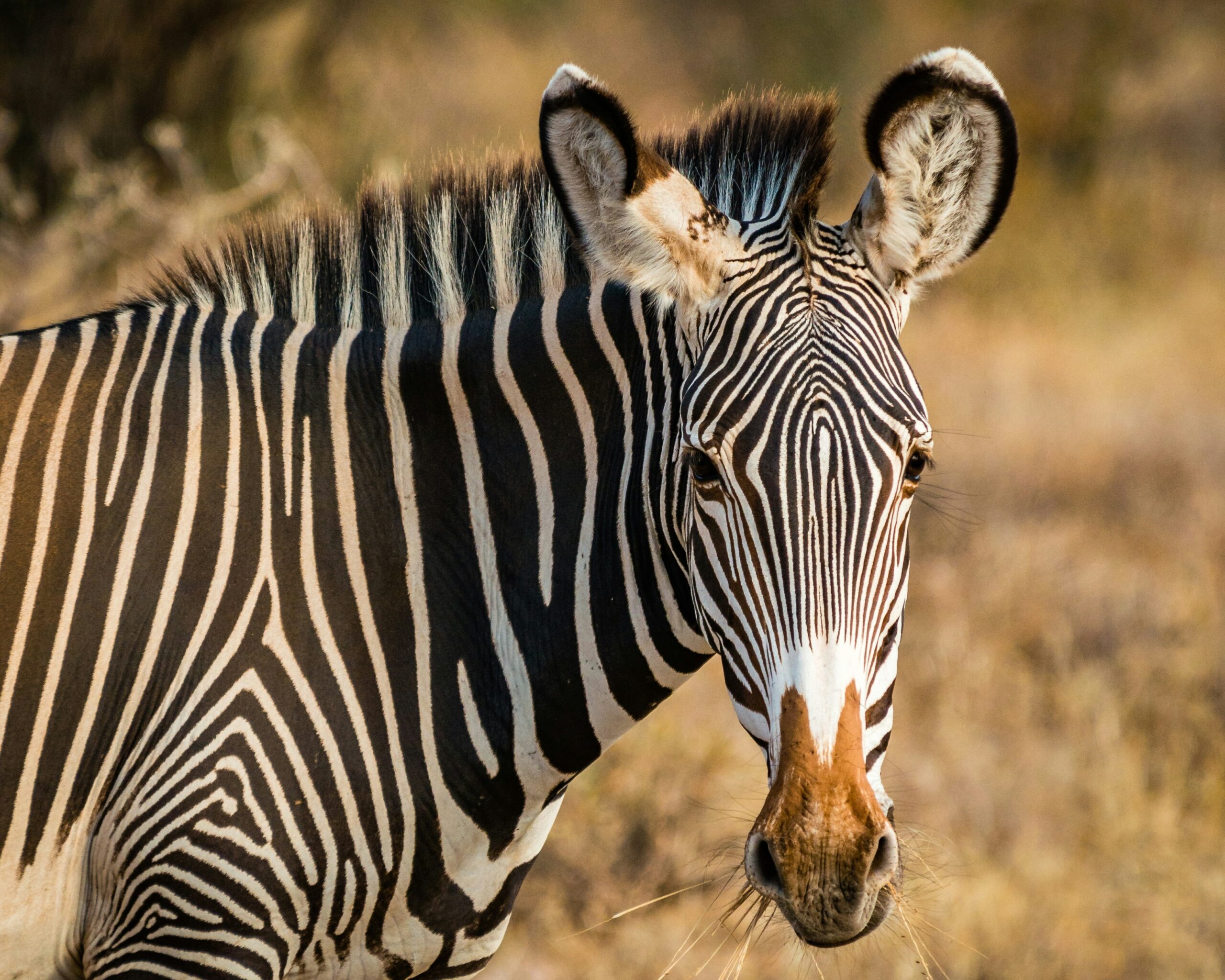 the grevy's zebra - the samburu special 5