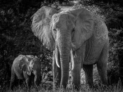 Elephant in Samburu