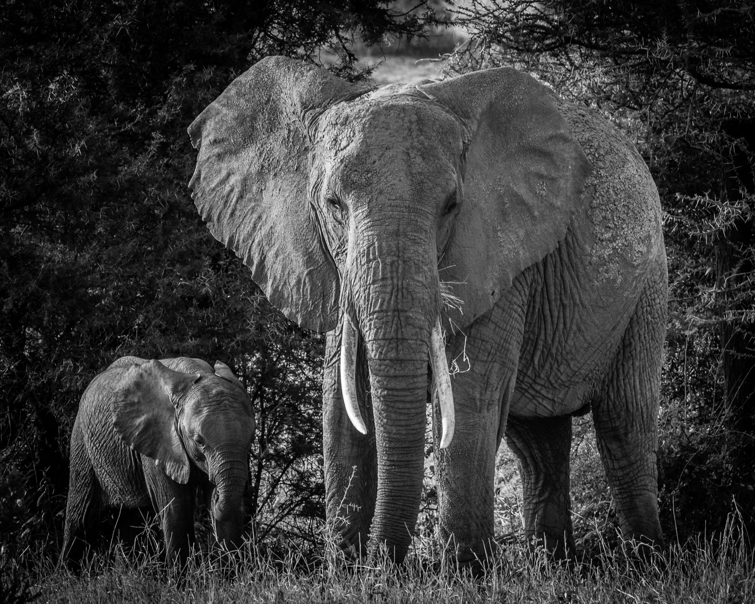 Elephant in Samburu
