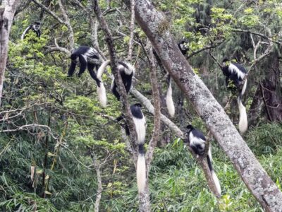 Karura Forest Monkeys in Karura Forest nairobi Kenya