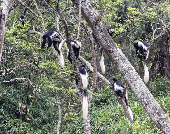 Karura Forest: Kenya’s Urban Green Gem