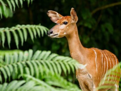 Sitatunga antelope Saiwa Swamp National Park Sitatunga antelope Saiwa Swamp National Park