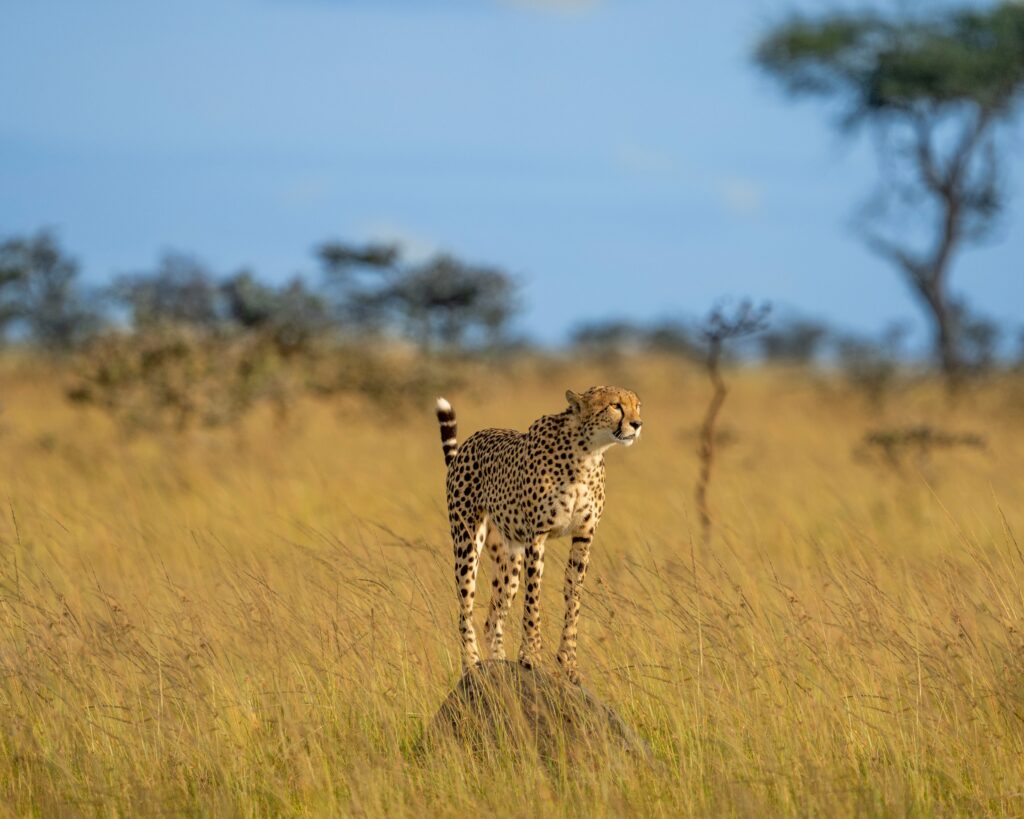 Fascinating Facts About Cheetahs