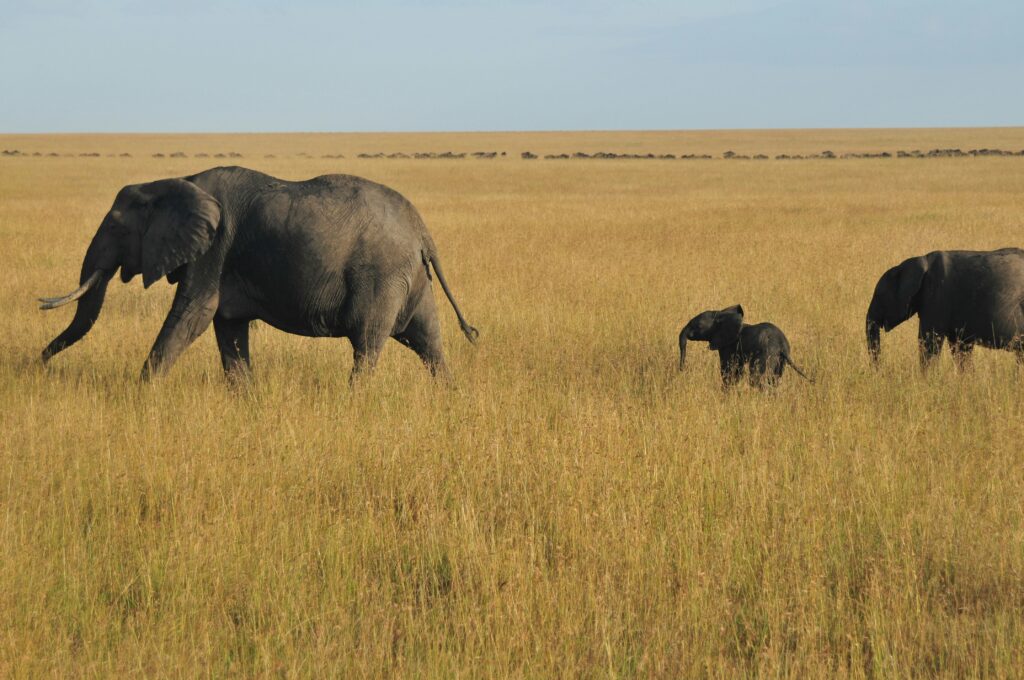 Mwaluganje Elephant Sanctuary