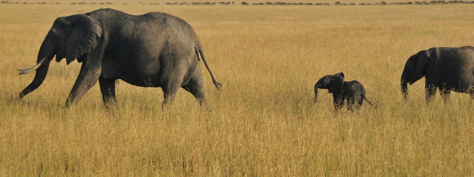 Elephants roaming freely at Mwaluganje Elephant Sanctuary, Kenya