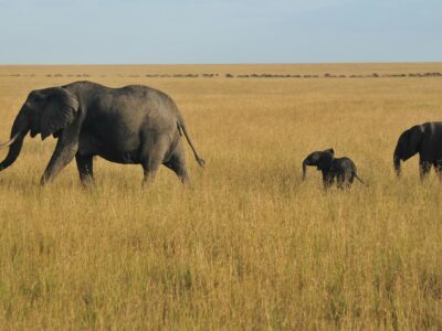 cassidy-woods-4mc8zdQFVNA-unsplash Elephants roaming freely at Mwaluganje Elephant Sanctuary, Kenya