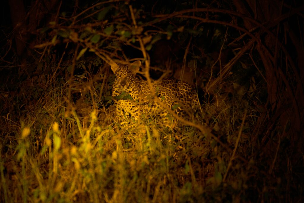 Night Safaris in Kenya: Spotting Nocturnal Wildlife