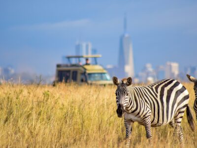 grace-nandi-GQ-i3vYdsEU-unsplash (1) Zebra's spotted on a Nairobi National Park Safari