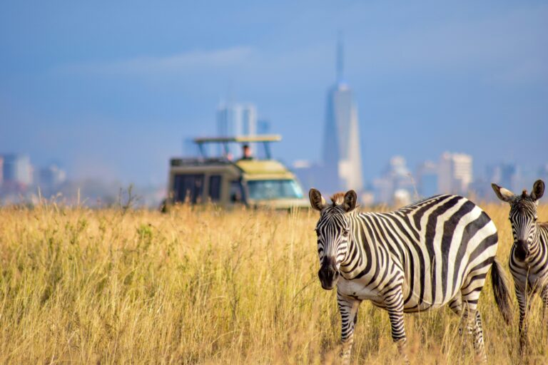 The Ultimate Guide to Nairobi National Park Safari: Where the Wild Savannah meets the City Skyline