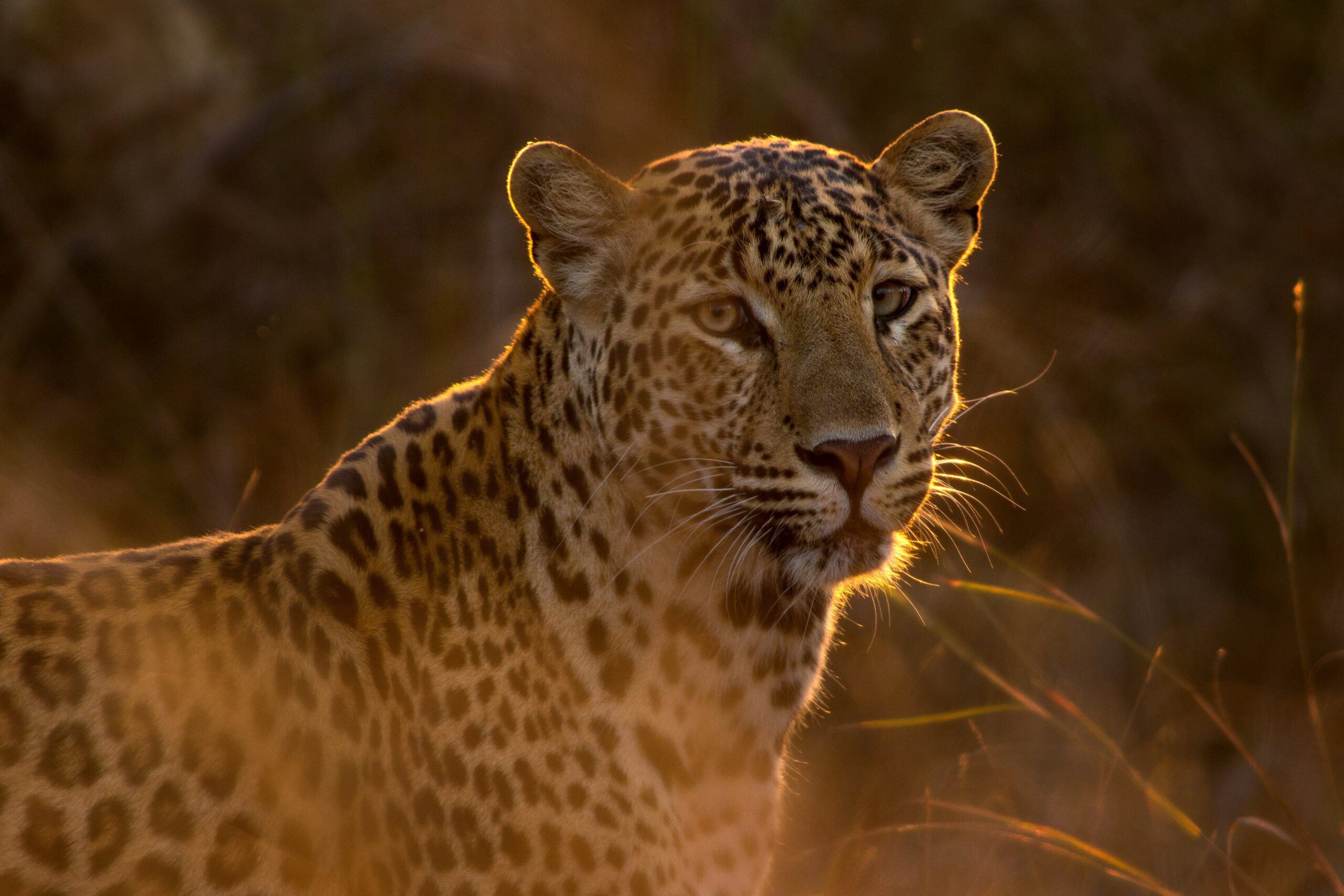 Fascinating Facts About Leopards