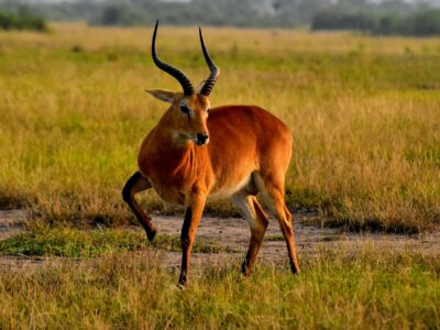ivan-sabayuki-U9Fn5qUgpWE-unsplash Queen Elizabeth National Park, Uganda
