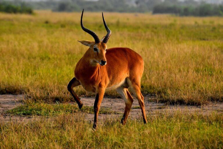Queen Elizabeth National Park