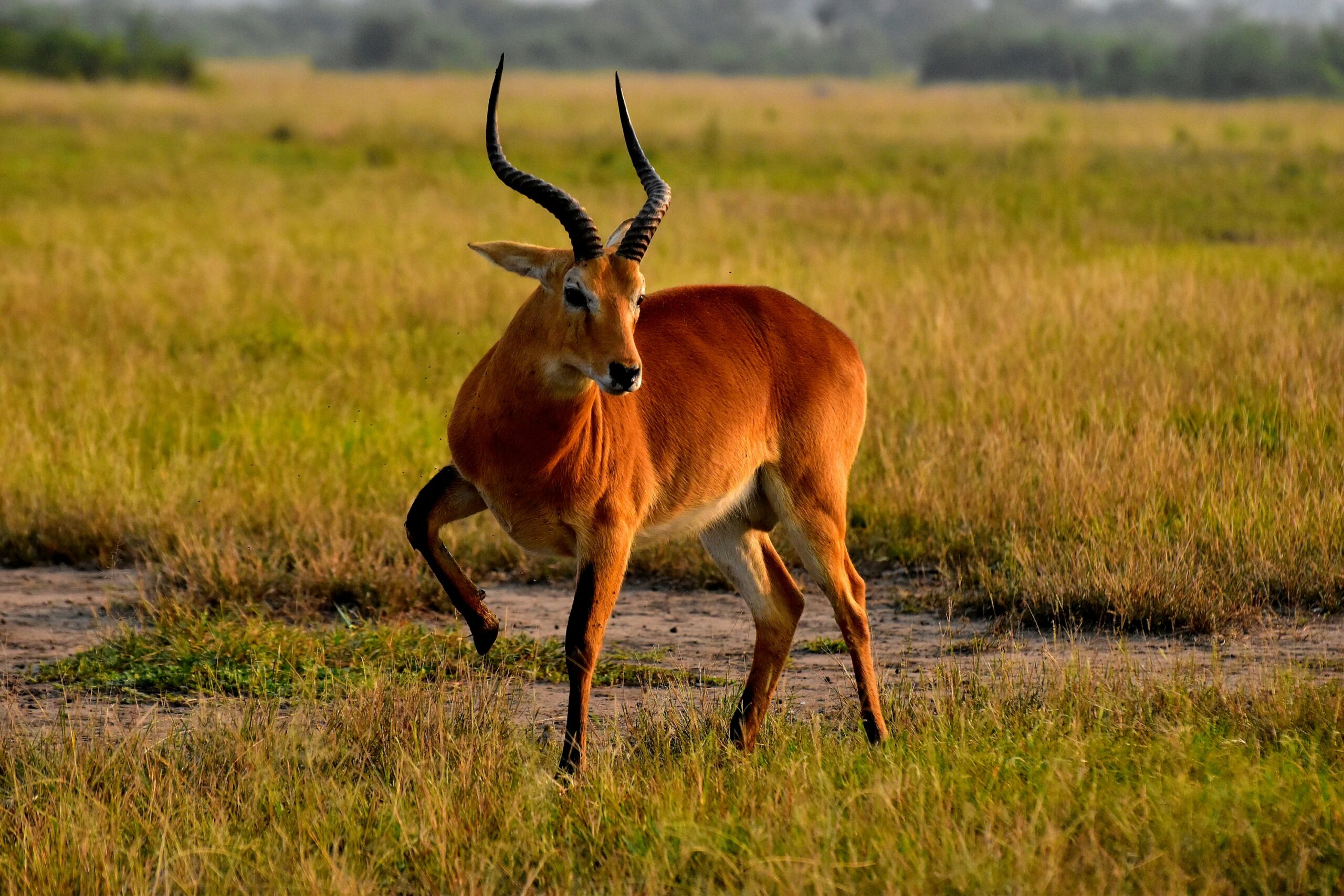 Queen Elizabeth National Park