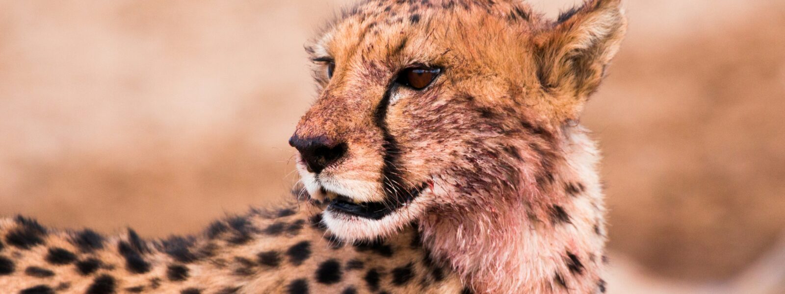 African wildlife folktales