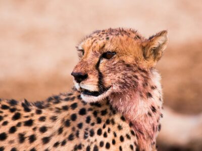 jairph-NPFfA4ded3I-unsplash African wildlife folktales