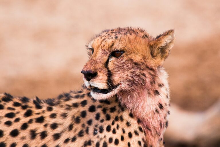 African Wildlife Folktales