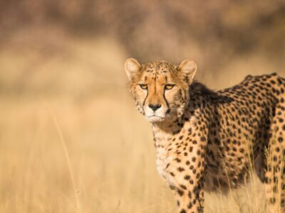 jean-wimmerlin-U66avewmxJk-unsplash cheetah vs leopard